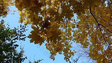 秋天黄色的枫木<strong>叶子</strong>树叶秋天索菲娅公园该种乌克兰